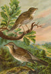 Turdus musicus Turdus pilaris - Johann Friedrich Naumann — vista dell’opera