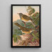 Turdus obscurus - Johann Friedrich Naumann — gerahmtes Bild an der Wand