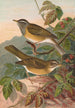 Turdus obscurus - Johann Friedrich Naumann — Ansicht des Kunstwerks