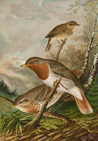 Johann Friedrich Naumann - Turdus ruficollis.webp