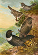 Turdus torquatus - Johann Friedrich Naumann — vista dell’opera
