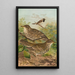 Turdus viscivorus Turdus atrigularis - Johann Friedrich Naumann — quadro incorniciato alla parete
