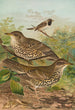 Turdus viscivorus Turdus atrigularis - Johann Friedrich Naumann — vista dell’opera