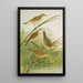 crocephalus streperus streperus horticolus palustris palustris fruticolus - Johann Friedrich Naumann — quadro incorniciato alla parete