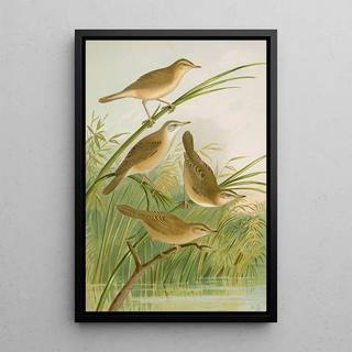 Johann Friedrich Naumann - crocephalus streperus streperus horticolus palustris palustris fruticolus.webp