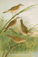 crocephalus streperus streperus horticolus palustris palustris fruticolus - Johann Friedrich Naumann — vista dell’opera