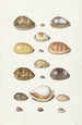 Coquilles de porcelaine - Johann Gustav Hoch — Ansicht des Kunstwerks