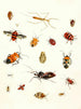 Kurze Geschichte der Insekten des Dr. Sulzer, Pl. 10 - Johann Heinrich Sulzer — Ansicht des Kunstwerks
