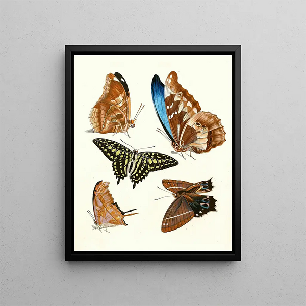Johann Heinrich Sulzer - Dr Sulzers Short History of Insects Pl 12.webp