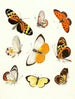 Kurze Geschichte der Insekten des Dr. Sulzer, Pl. 14 - Johann Heinrich Sulzer — Ansicht des Kunstwerks