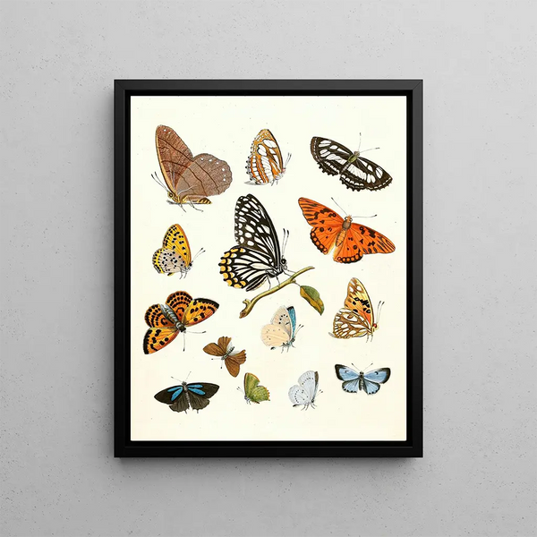 Johann Heinrich Sulzer - Dr Sulzers Short History of Insects Pl 17.webp