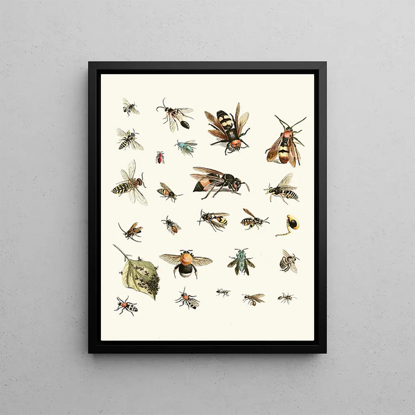 Johann Heinrich Sulzer - Dr Sulzers Short History of Insects Pl 26.webp