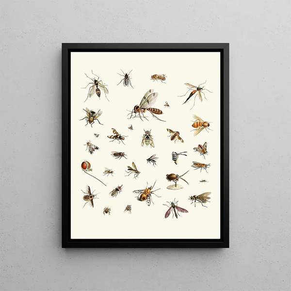 Johann Heinrich Sulzer - Dr Sulzers Short History of Insects Pl 27.webp