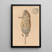 Eine Feldmaus von unten gesehen - Johann Rudolph Schellenberg — gerahmtes Bild an der Wand