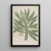 Phytanthoza iconographia Pl001 - Johann Wilhelm Weinmann — framed artwork on a wall