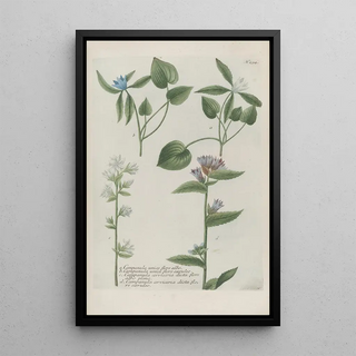 Johann Wilhelm Weinmann - Phytanthoza iconographia Pl017.webp