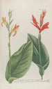 Phytanthoza iconographia Pl020 - Johann Wilhelm Weinmann — artwork view