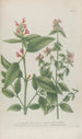Phytanthoza iconographia Pl024 - Johann Wilhelm Weinmann — vista dell’opera