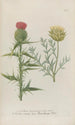 Phytanthoza iconographia Pl034 - Johann Wilhelm Weinmann — Ansicht des Kunstwerks
