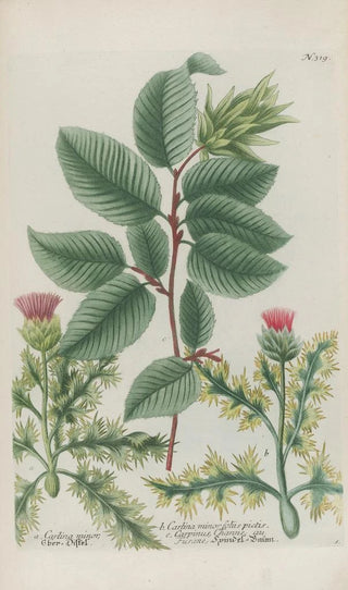 Johann Wilhelm Weinmann - Phytanthoza iconographia Pl042.webp