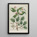 Phytanthoza iconographia Pl048 - Johann Wilhelm Weinmann — gerahmtes Bild an der Wand