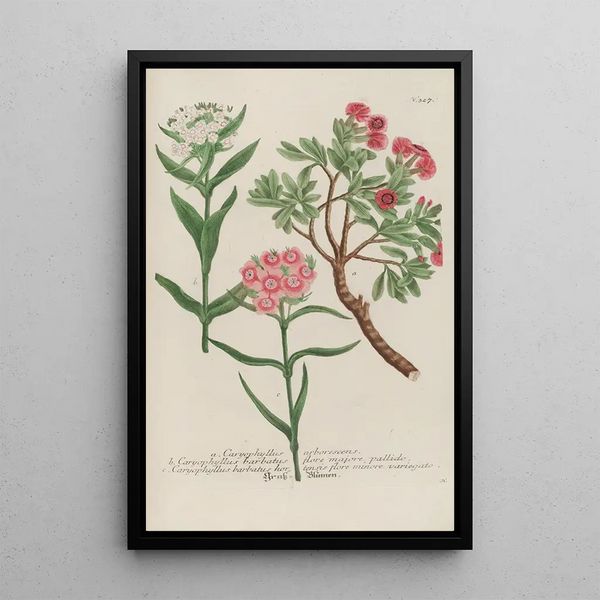 Johann Wilhelm Weinmann - Phytanthoza iconographia Pl050.webp