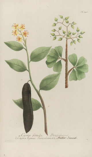 Johann Wilhelm Weinmann - Phytanthoza iconographia Pl064.webp