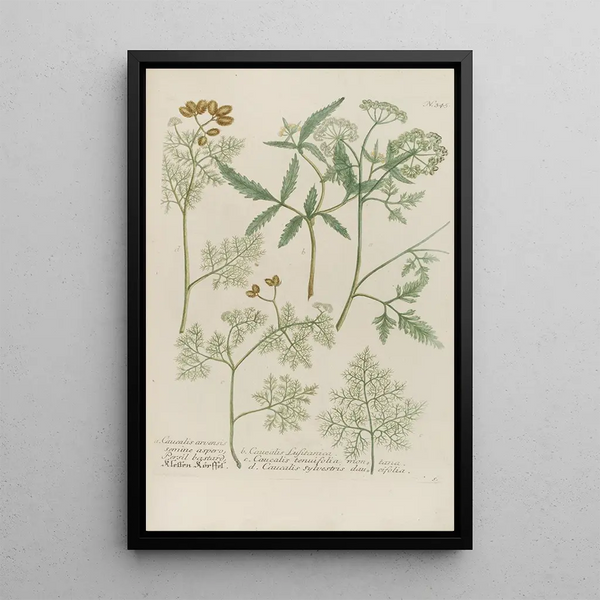 Johann Wilhelm Weinmann - Phytanthoza iconographia Pl068.webp