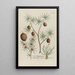 Johann Wilhelm Weinmann - Phytanthoza iconographia Pl069.webp