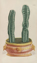 Phytanthoza iconographia Pl079 - Johann Wilhelm Weinmann — vista dell’opera