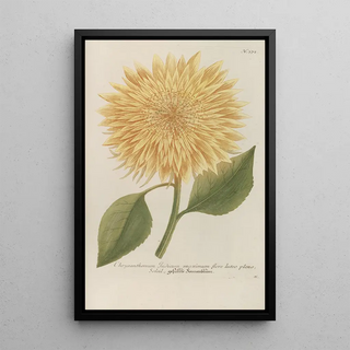 Johann Wilhelm Weinmann - Phytanthoza iconographia Pl095.webp