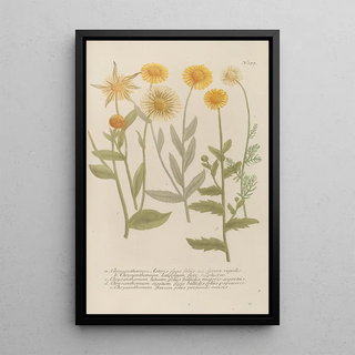 Johann Wilhelm Weinmann - Phytanthoza iconographia Pl100.webp