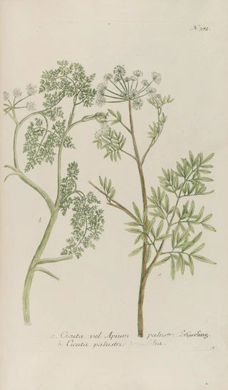 Johann Wilhelm Weinmann - Phytanthoza iconographia Pl105.webp