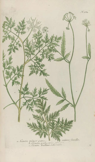 Johann Wilhelm Weinmann - Phytanthoza iconographia Pl107.webp