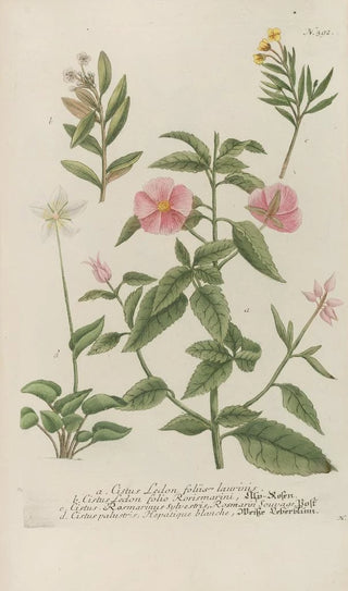 Johann Wilhelm Weinmann - Phytanthoza iconographia Pl115.webp