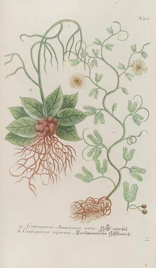 Johann Wilhelm Weinmann - Phytanthoza iconographia Pl135.webp