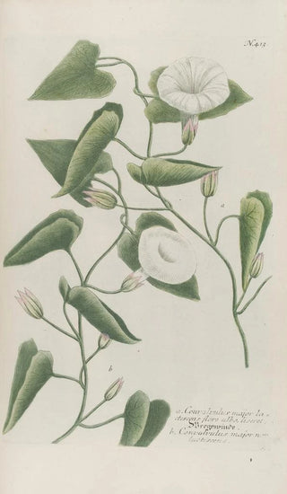 Johann Wilhelm Weinmann - Phytanthoza iconographia Pl136.webp