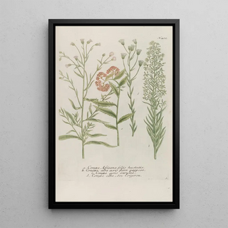 Johann Wilhelm Weinmann - Phytanthoza iconographia Pl145.webp