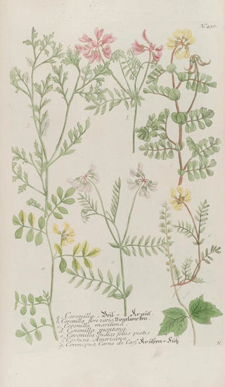 Johann Wilhelm Weinmann - Phytanthoza iconographia Pl153.webp