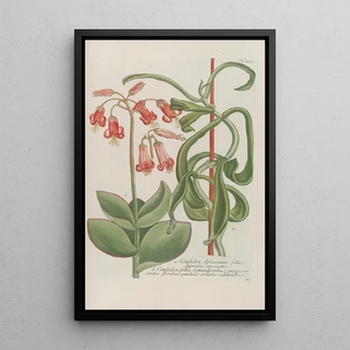 Johann Wilhelm Weinmann - Phytanthoza iconographia Pl156.webp