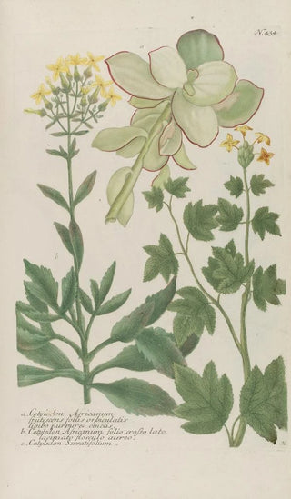 Johann Wilhelm Weinmann - Phytanthoza iconographia Pl157.webp