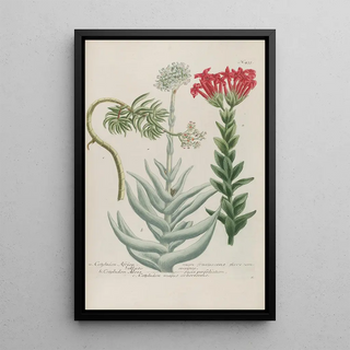 Johann Wilhelm Weinmann - Phytanthoza iconographia Pl158.webp