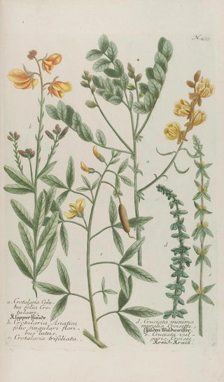 Johann Wilhelm Weinmann - Phytanthoza iconographia Pl162.webp