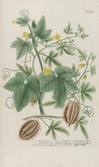 Johann Wilhelm Weinmann - Phytanthoza iconographia Pl164.webp