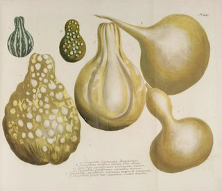 Johann Wilhelm Weinmann - Phytanthoza iconographia Pl166.webp