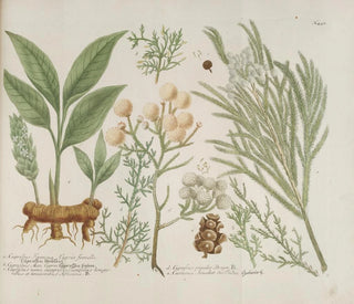 Johann Wilhelm Weinmann - Phytanthoza iconographia Pl171.webp