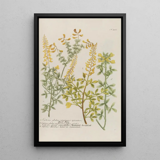 Johann Wilhelm Weinmann - Phytanthoza iconographia Pl179.webp