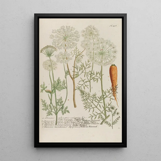 Johann Wilhelm Weinmann - Phytanthoza iconographia Pl181.webp