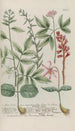 Phytanthoza iconographia Pl183 - Johann Wilhelm Weinmann — vista dell’opera