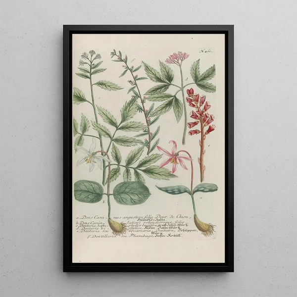 Johann Wilhelm Weinmann - Phytanthoza iconographia Pl183.webp